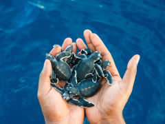 Baby Turtles Hand Water Close Up1.jpg