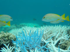 Coral Bleaching