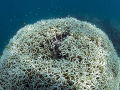 Coral Bleaching at Lizard Island