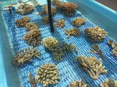 Corals for bleaching recovery experiment