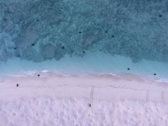 Aerial mapping of turtles at Raine Island