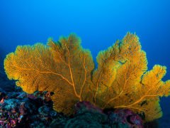 Sea fan coral