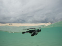 Turtle hatchling at Raine Island