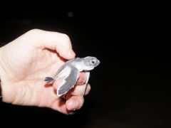 Turtle hatchling at Raine Island