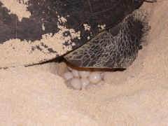 Turtle laying at Raine Island