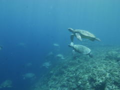 Green turtles at Raine Island