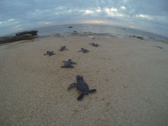 Green turtle hatchlings at Raine Island