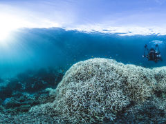 Coral bleaching