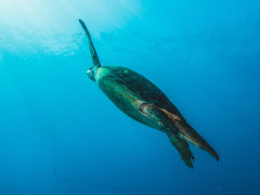 Green Turtle