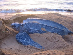 leatherback turtle.jpg