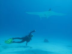 Manta Ray Citizen Science