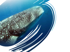 RTP risk management whale shark.png