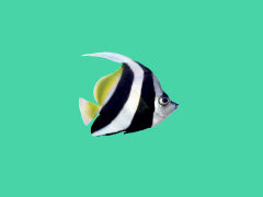 stripefish-green2.jpg