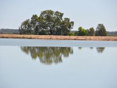 Surface film on a dam