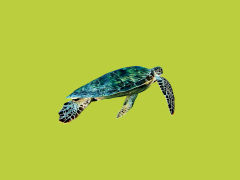 turtle-green.jpg