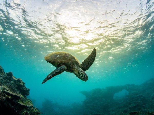 2017-05-11 Turtle Sunset Coral Arches - Jeremy Somerville.jpg