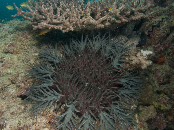 Acanthaster planci_db5364.jpg