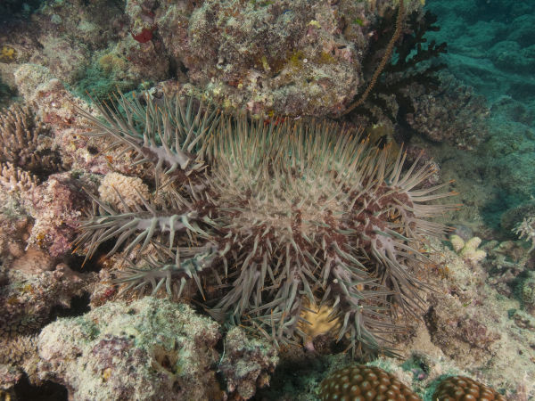 Acanthaster planci_db5375.jpg