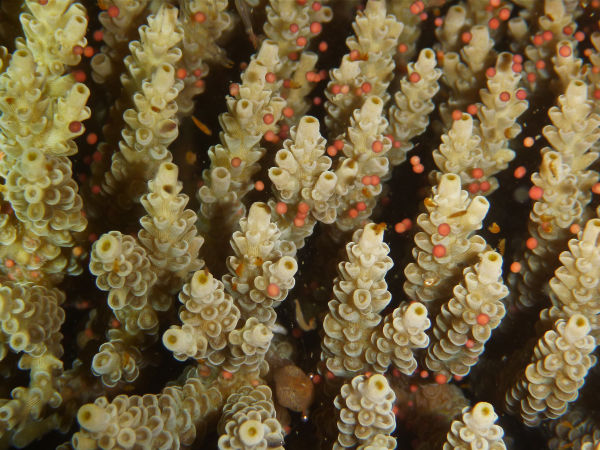 Acropora Tenuis coral spawning