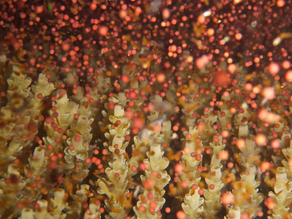 Acropora tenuis Coral spawning