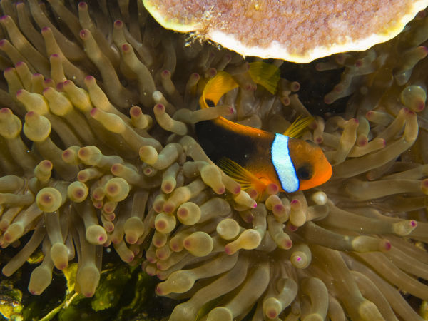 Amphiprion melanopus_db2897.jpg