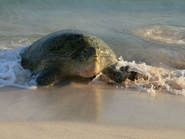 Green turtle at Raine Island