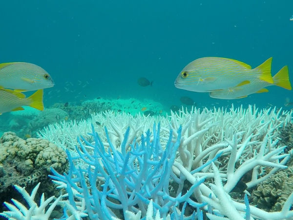 Coral Bleaching