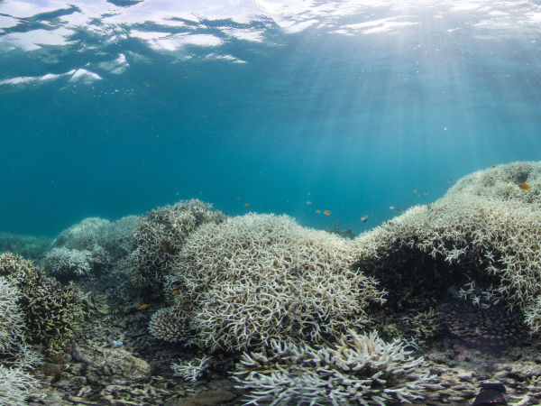 Coral-Bleaching-at-Lizard-Island3.jpg