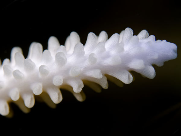 Coral Bleaching