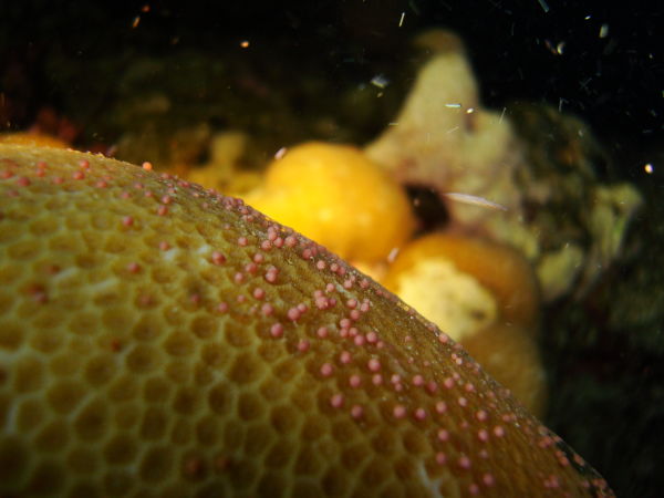 Coral spawning in the Red Sea