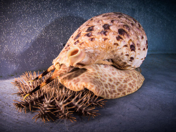 COTS v snail AIMS ChristianMiller_SEASIM-74_1050px.jpg