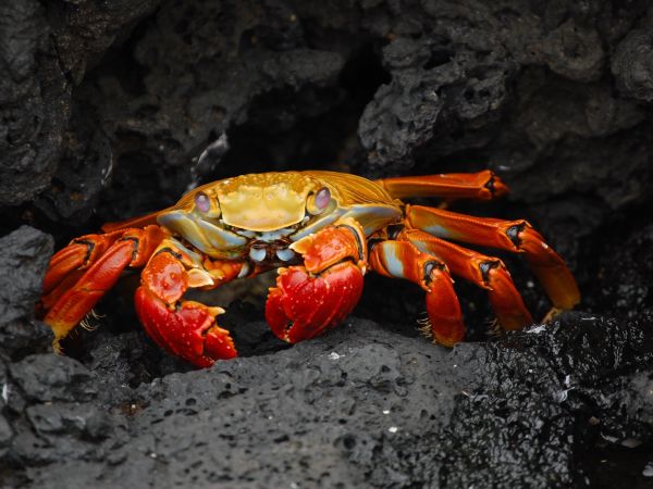 Red Klippenkrabbe crab, Galapagos 