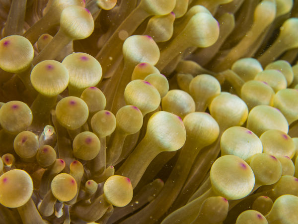 Bulb Tentacle Sea Anenome