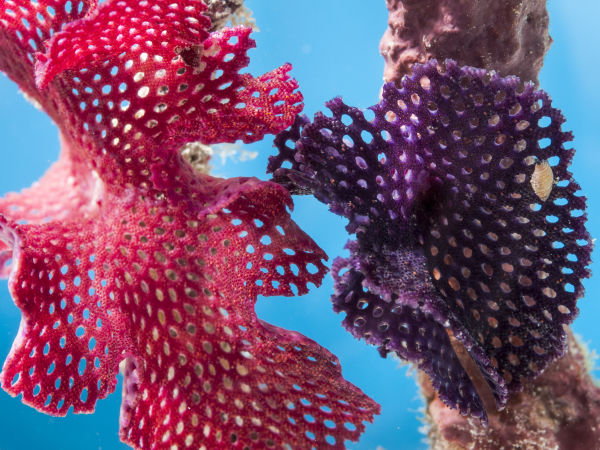 Two purple Bryozoa, Iodictyum sp.