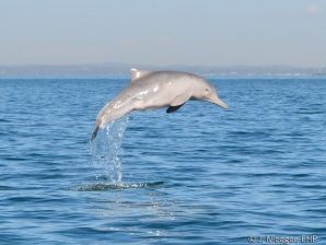 dolphin Aust humpback.jpg