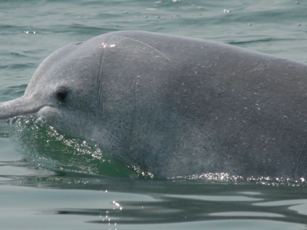 dolphin indo pacific humpback.jpg