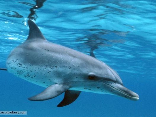 dolphin pantropical_spotted.jpg