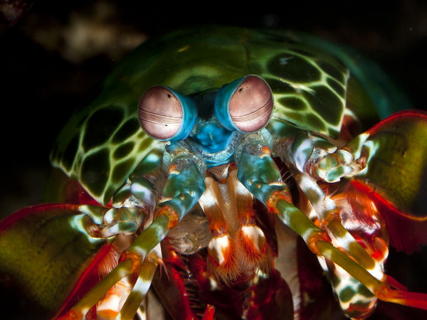 Mantis Shrimp