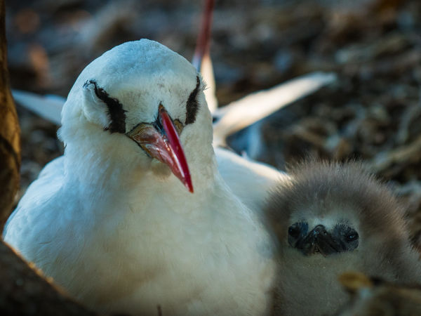 Rare red-tailed tropicbird mother and chick on Lady Elliot Island