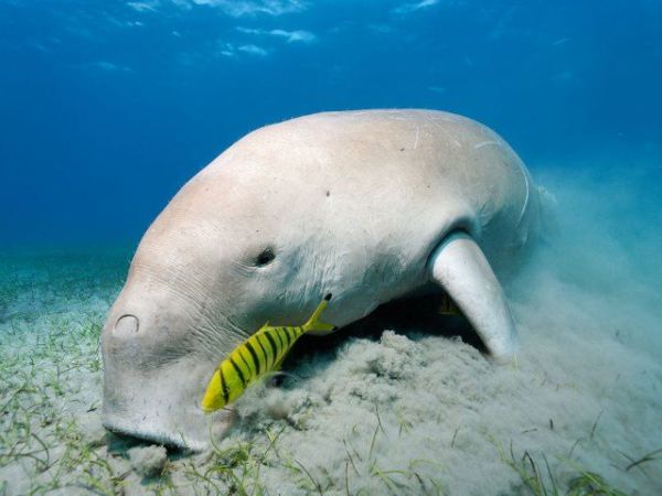 dugong.jpg