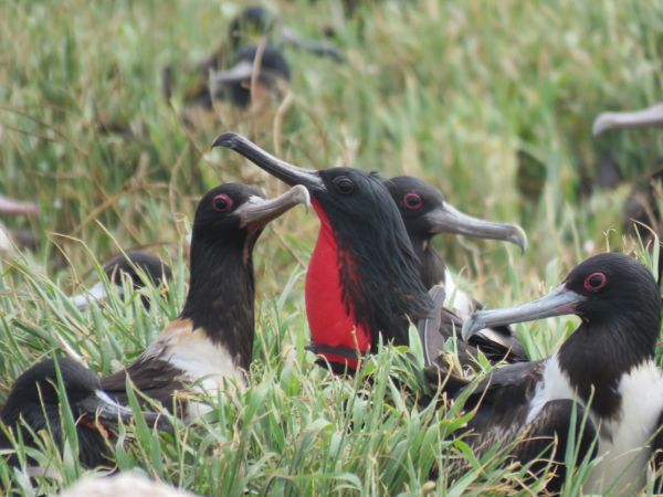 Frigate Birds.jpg