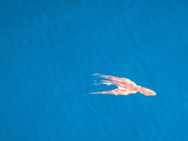 giant-octopus-great-barrier-reef.jpg