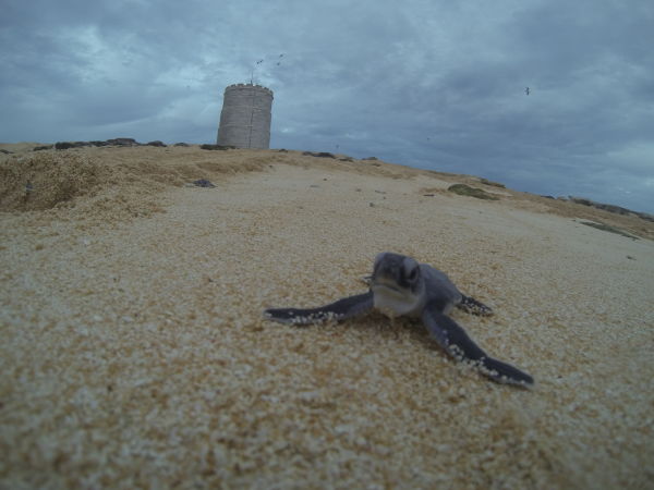 Green turtle hatchling at Raine Island