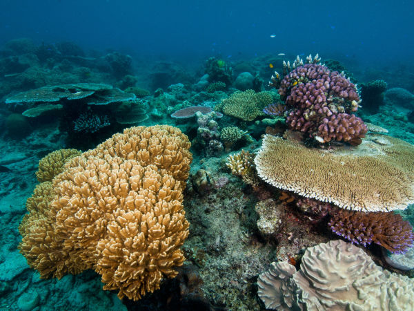 Great Barrier Reef coral Image Gary Cranitch Queensland Museum.jpg