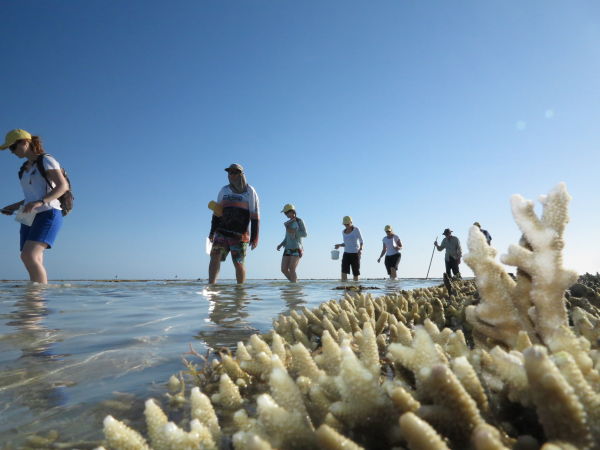 Heron Island Citizen Science