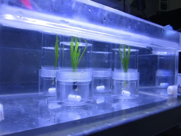 Incubations for photosynthetic measures