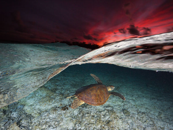 Jordan Robins-Green-Sea-Turtle-Great-Barrier-Reef-March.jpg