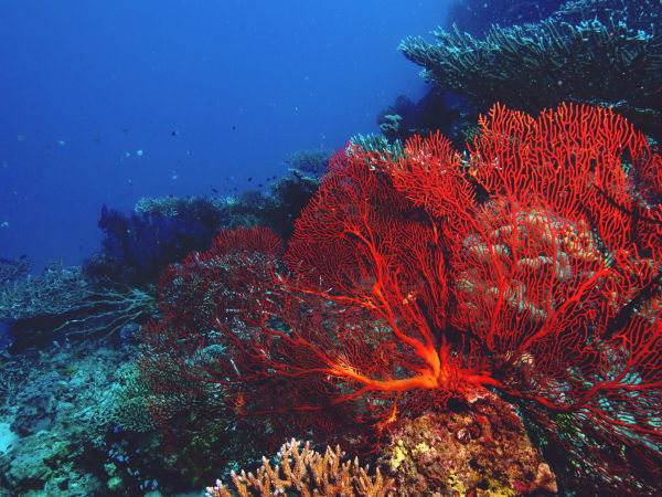 Sea fan coral