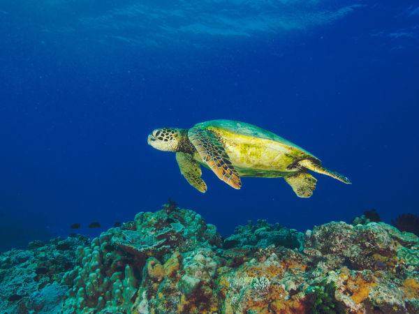 Green Turtle