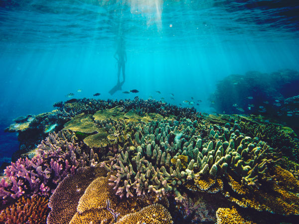 Coral reef with diver